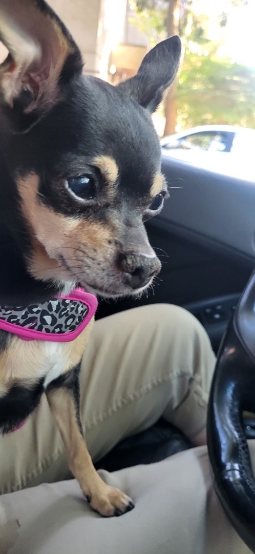 Lily, Adopted, Senior Female Chihuahua.
