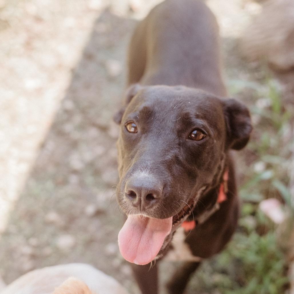 Enlarge Paige, a Adoptable mixed breed in Hohenwald, TN image 2/5
