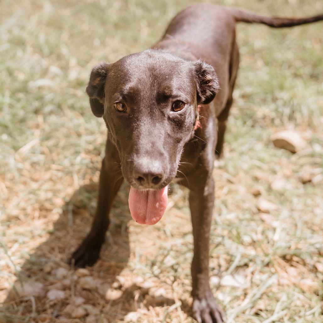 Enlarge Paige, a Adoptable mixed breed in Hohenwald, TN image 3/5