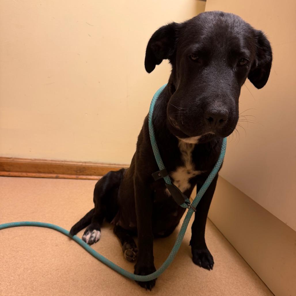 Enlarge Paige, a Adoptable mixed breed in Hohenwald, TN image 5/5