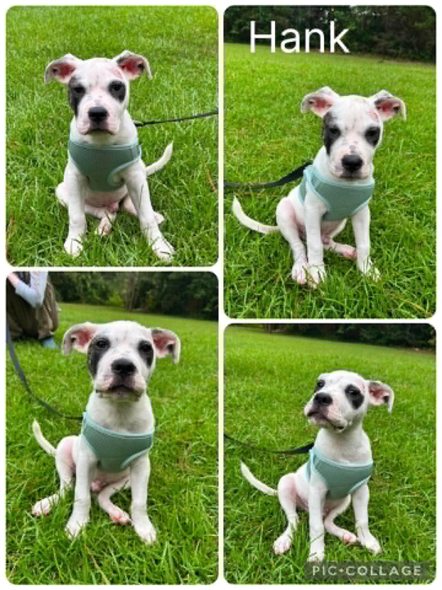Hank, adopted, Puppy Male American Bulldog & Labrador Retriever.