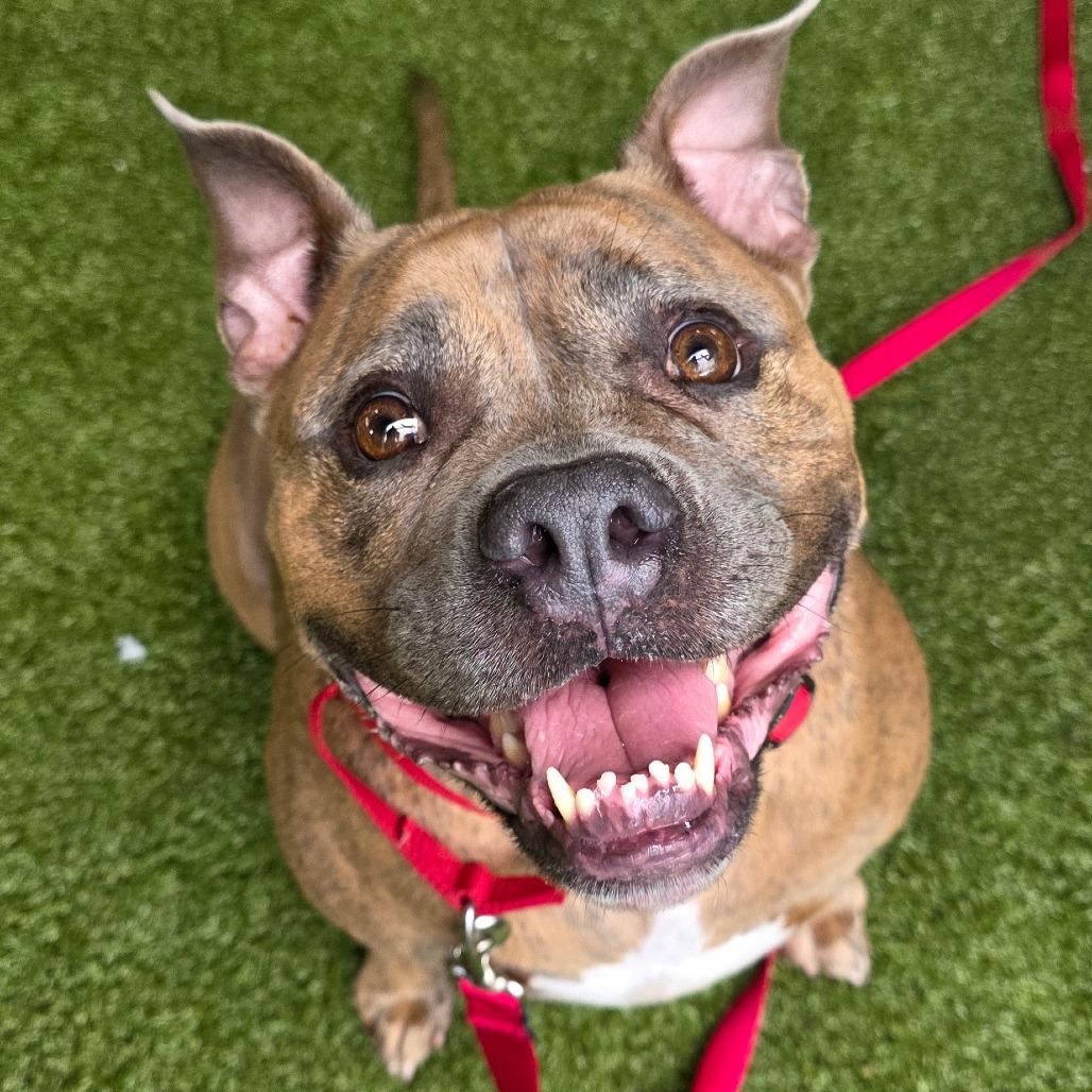 Willow, Adoptable, Adult Female American Bulldog & Mixed Breed.