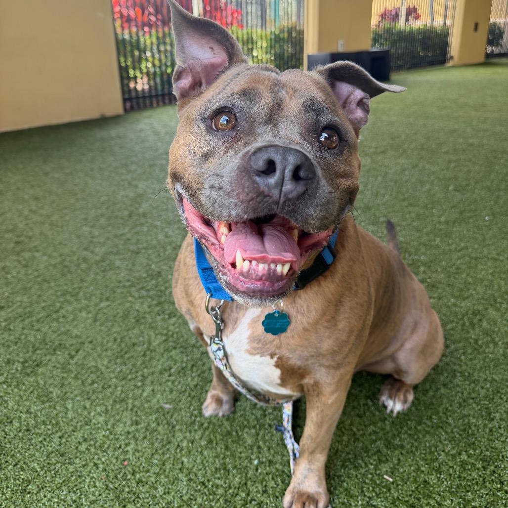 Enlarge Willow, a Adoptable mixed breed in West Palm Beach, FL image 2/6