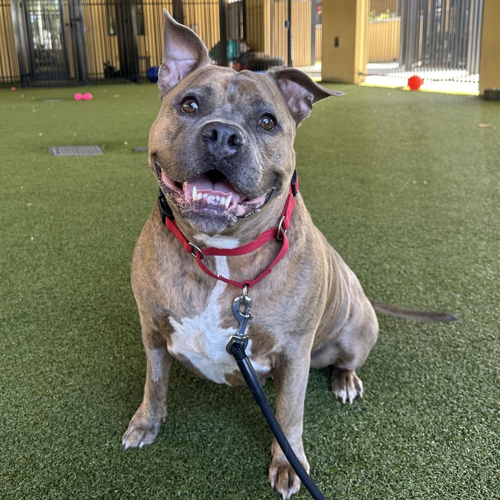 Enlarge Willow, a Adoptable mixed breed in West Palm Beach, FL image 3/6