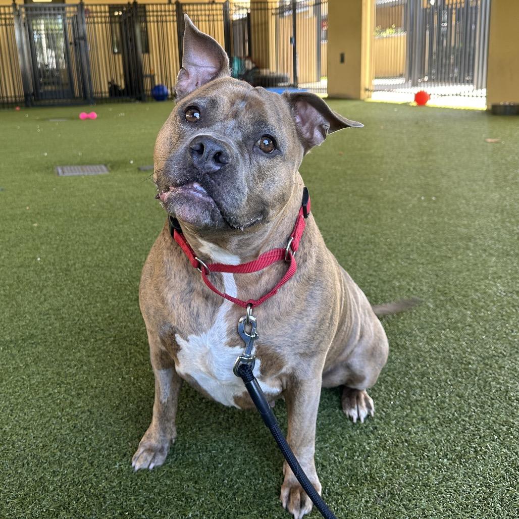 Enlarge Willow, a Adoptable mixed breed in West Palm Beach, FL image 5/6