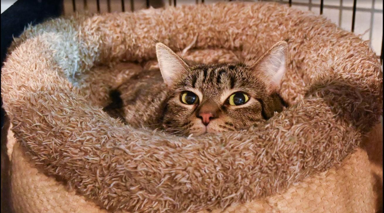 Lucy, an adoptable Tabby, Domestic Short Hair in Hampstead, NC, 28443 | Photo Image 5