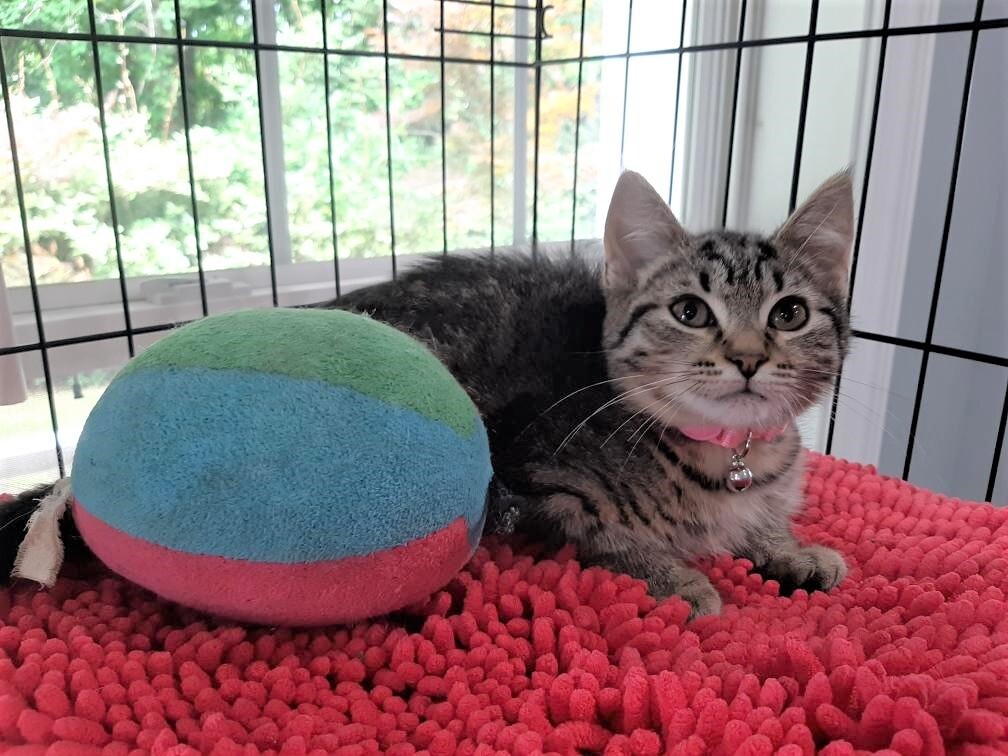 Lucy, a Adoptable mixed breed in Hampstead, NC image 5/5