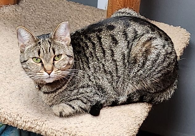 Lucy, Adoptable, Adult Female Tabby & Domestic Short Hair.
