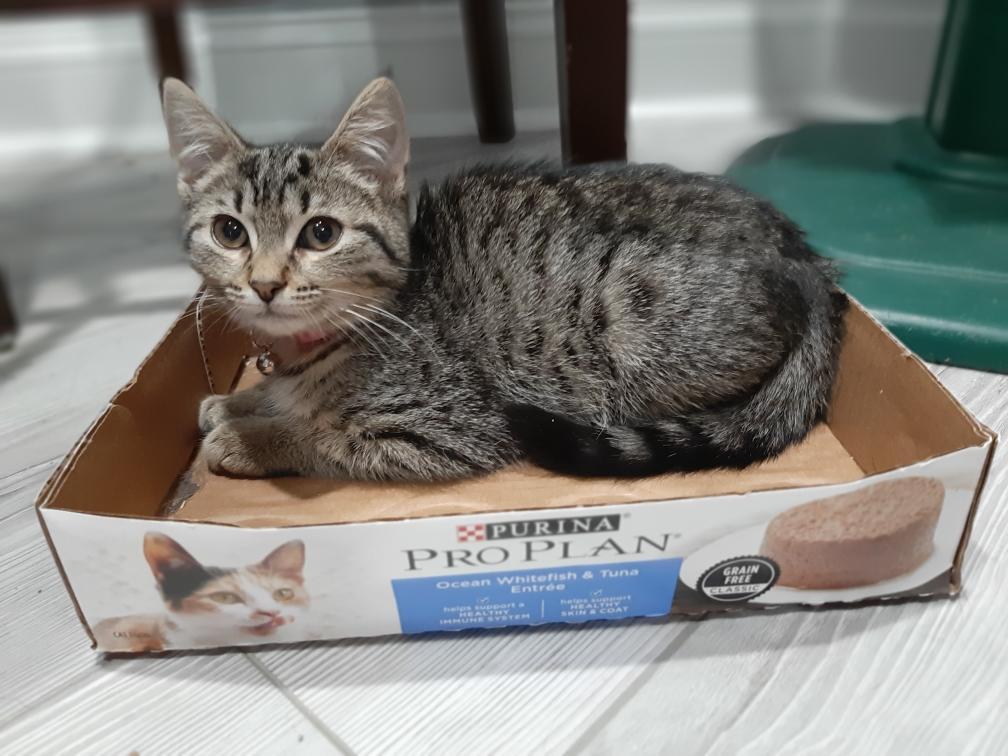 Lucy, a Adoptable mixed breed in Hampstead, NC image 4/5