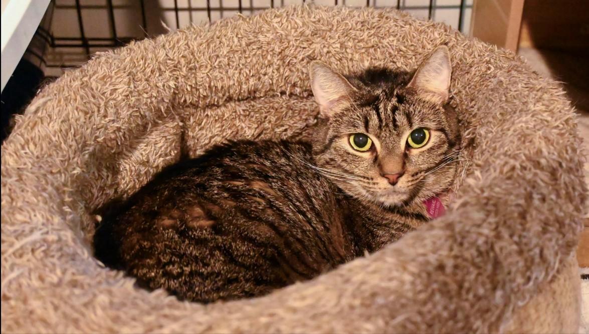 Lucy, an adoptable Tabby, Domestic Short Hair in Hampstead, NC, 28443 | Photo Image 4