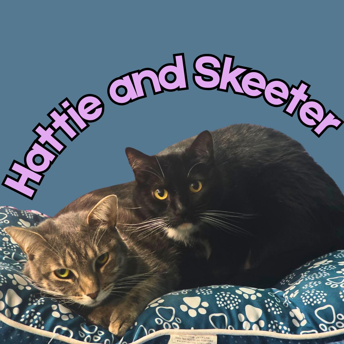 Enlarge Hattie and Skeeter, a ADOPTABLE Domestic Short Hair in South Padre Island, TX image 1/1