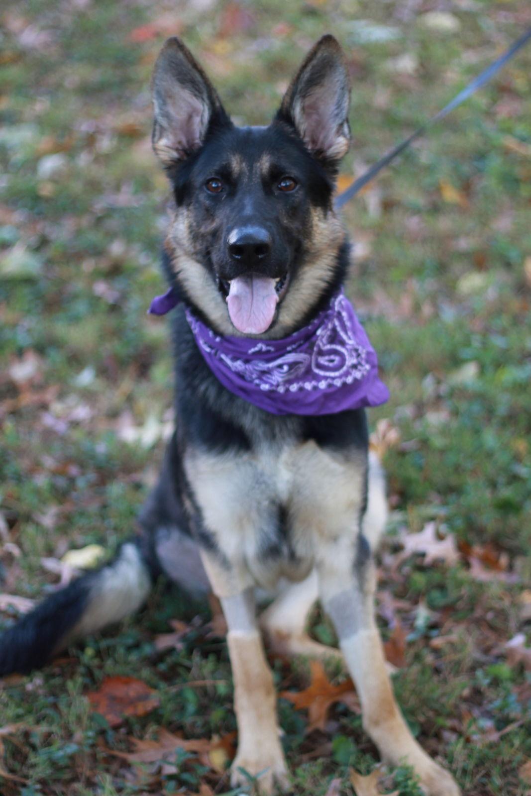 Enlarge Zara, a Adoptable German Shepherd Dog in Cookeville, TN image 1/4