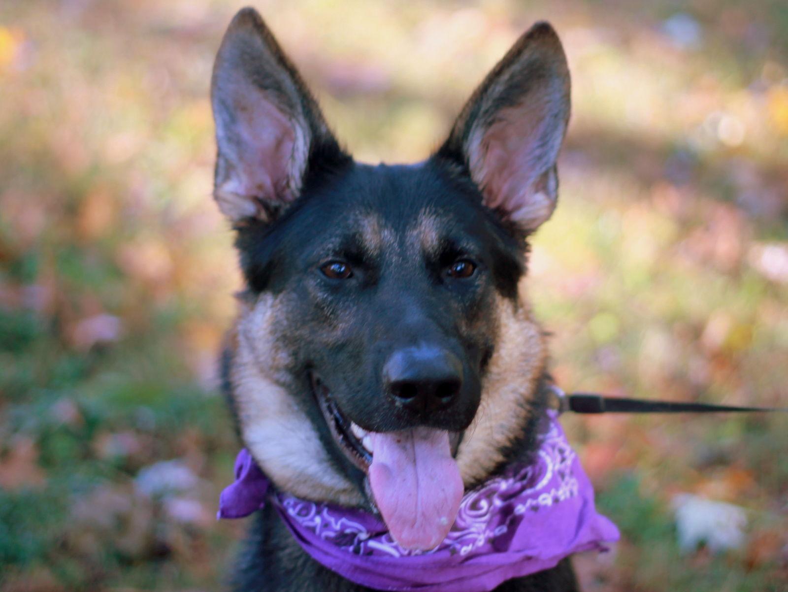 Enlarge Zara, a Adoptable German Shepherd Dog in Cookeville, TN image 2/4