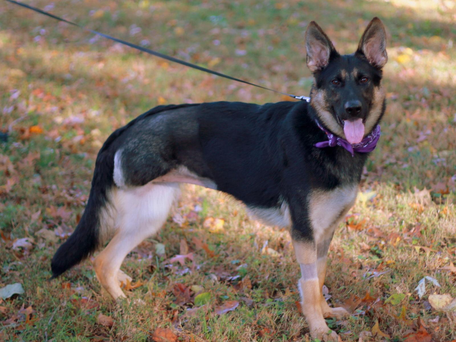 Enlarge Zara, a Adoptable German Shepherd Dog in Cookeville, TN image 3/4