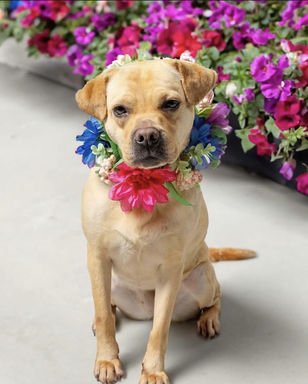 Carrie, a Adopted mixed breed in BAKERSFIELD, CA image 1/11