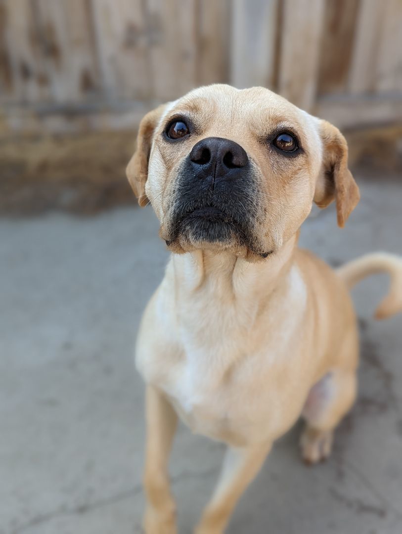Enlarge Carrie, a Adopted mixed breed in BAKERSFIELD, CA image 7/11