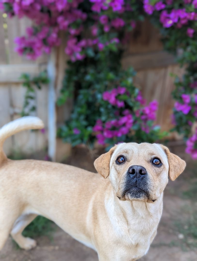 Enlarge Carrie, a Adopted mixed breed in BAKERSFIELD, CA image 8/11