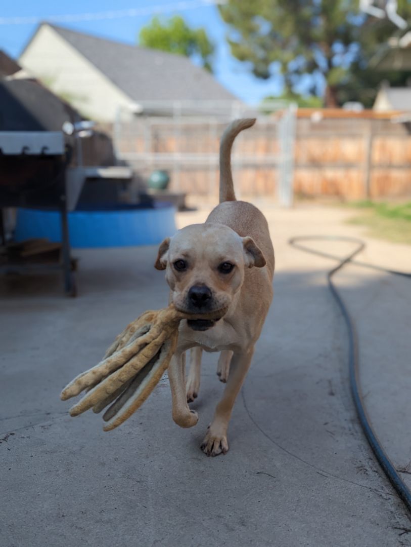 Enlarge Carrie, a Adopted mixed breed in BAKERSFIELD, CA image 9/11