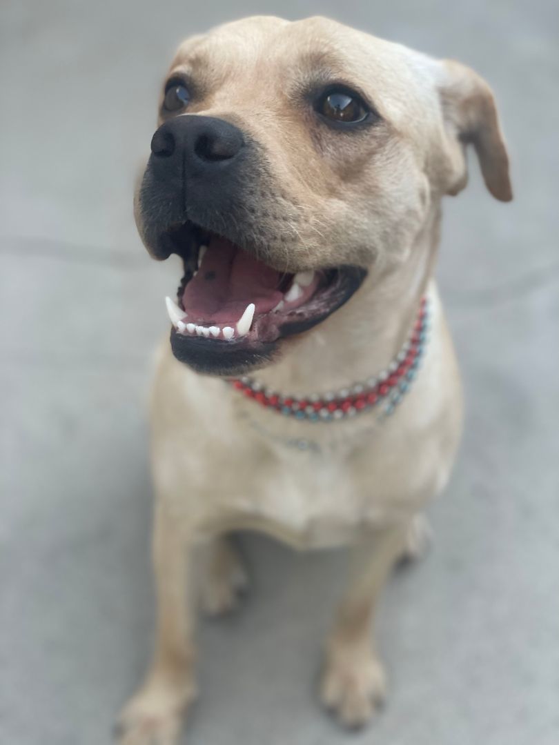 Enlarge Carrie, a Adopted mixed breed in BAKERSFIELD, CA image 10/11