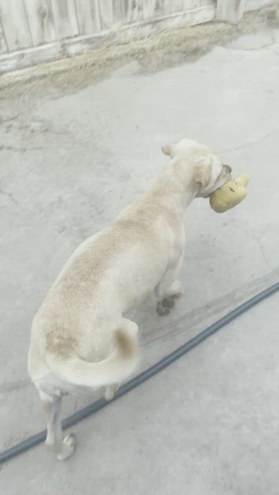 Enlarge Carrie, a Adopted mixed breed in BAKERSFIELD, CA video 11/11