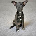 Daisy, Adoptable, Puppy Female Chihuahua & Labrador Retriever.