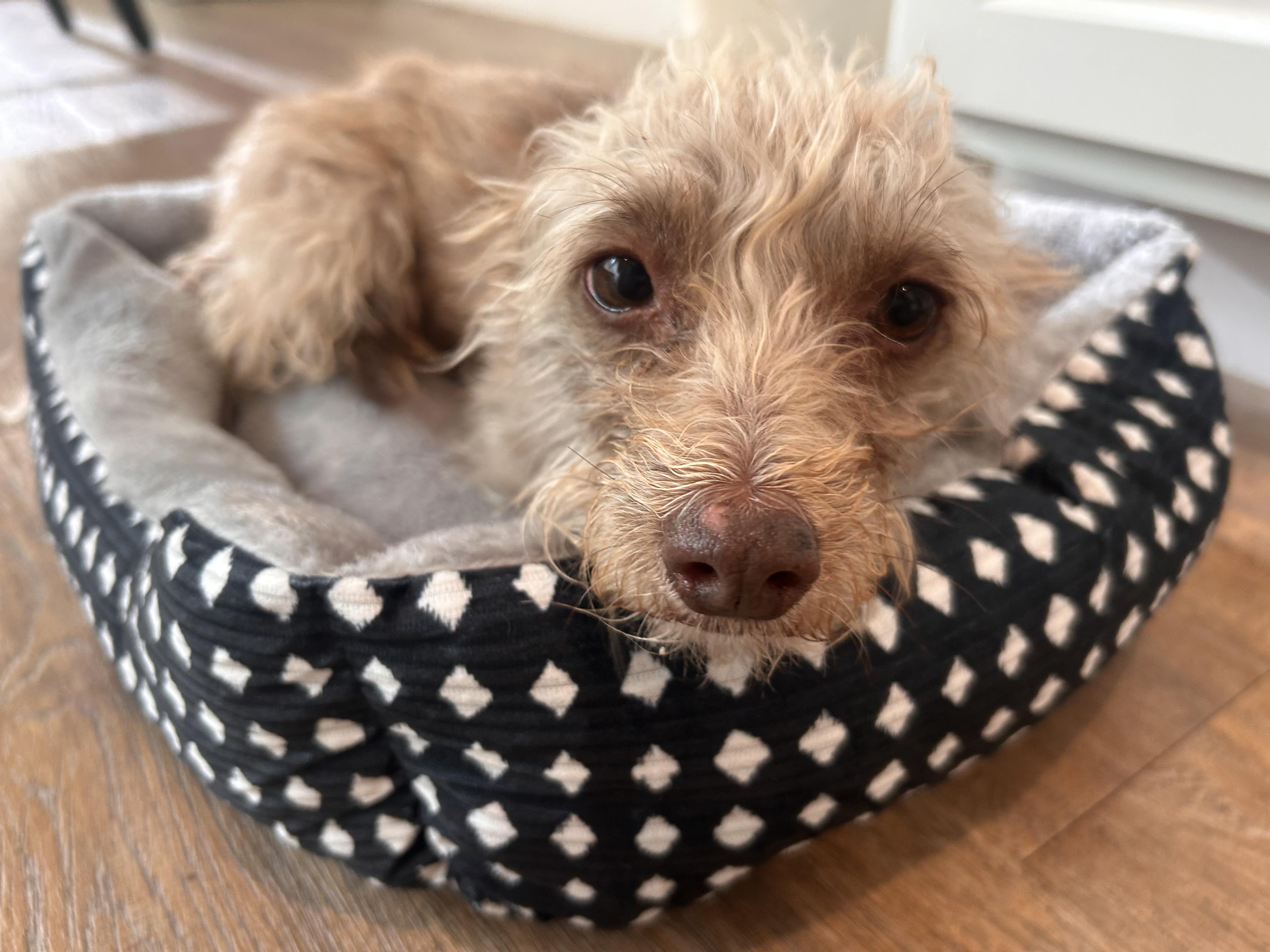 Barb, Adoptable, Adult Female Terrier.