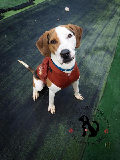 Enlarge Bean, a Adoptable mixed breed in Shohola, PA image 1/2