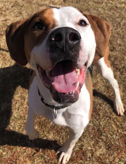 Enlarge Bean, a Adoptable mixed breed in Shohola, PA image 1/2