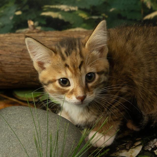 Porsche, Baby Female Domestic Short Hair