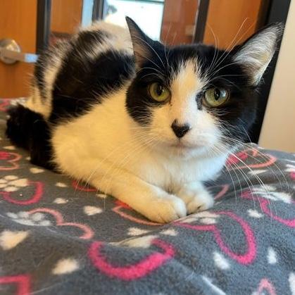Enlarge Jasmine, a ADOPTABLE Domestic Short Hair in Rochester, MN image 1/1