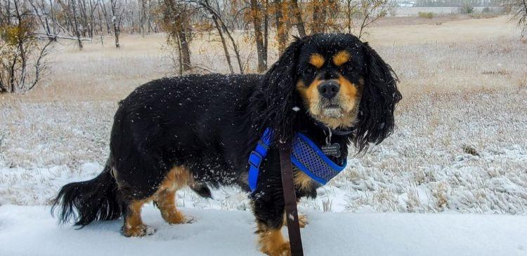 Enlarge Hunter 20-19081-3, a Adoptable Cavalier King Charles Spaniel in Parker, CO image 1/5