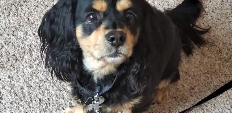 Enlarge Hunter 20-19081-3, a Adoptable Cavalier King Charles Spaniel in Parker, CO image 2/5