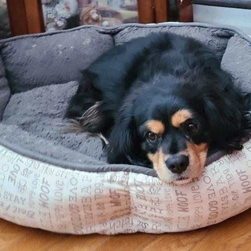 Enlarge Hunter 20-19081-3, a Adoptable Cavalier King Charles Spaniel in Parker, CO image 3/5