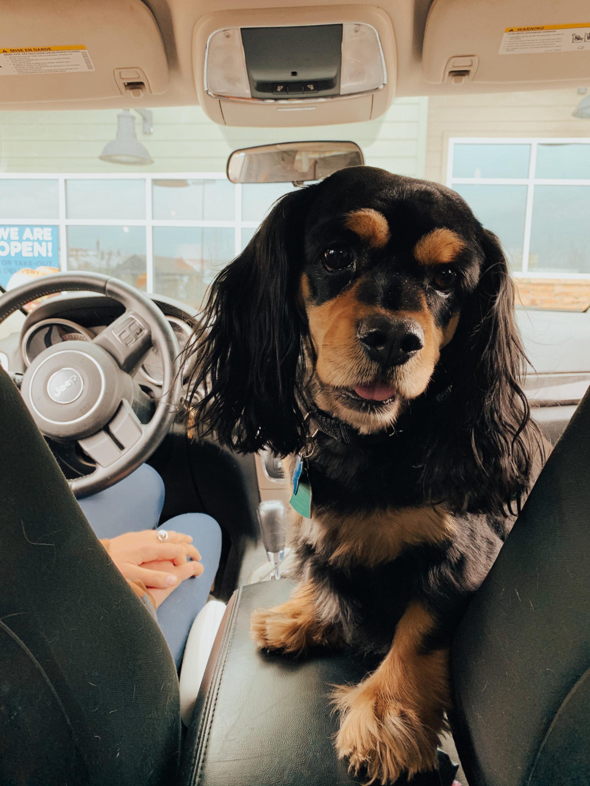 Enlarge Hunter 20-19081-3, a Adoptable Cavalier King Charles Spaniel in Parker, CO image 6/6