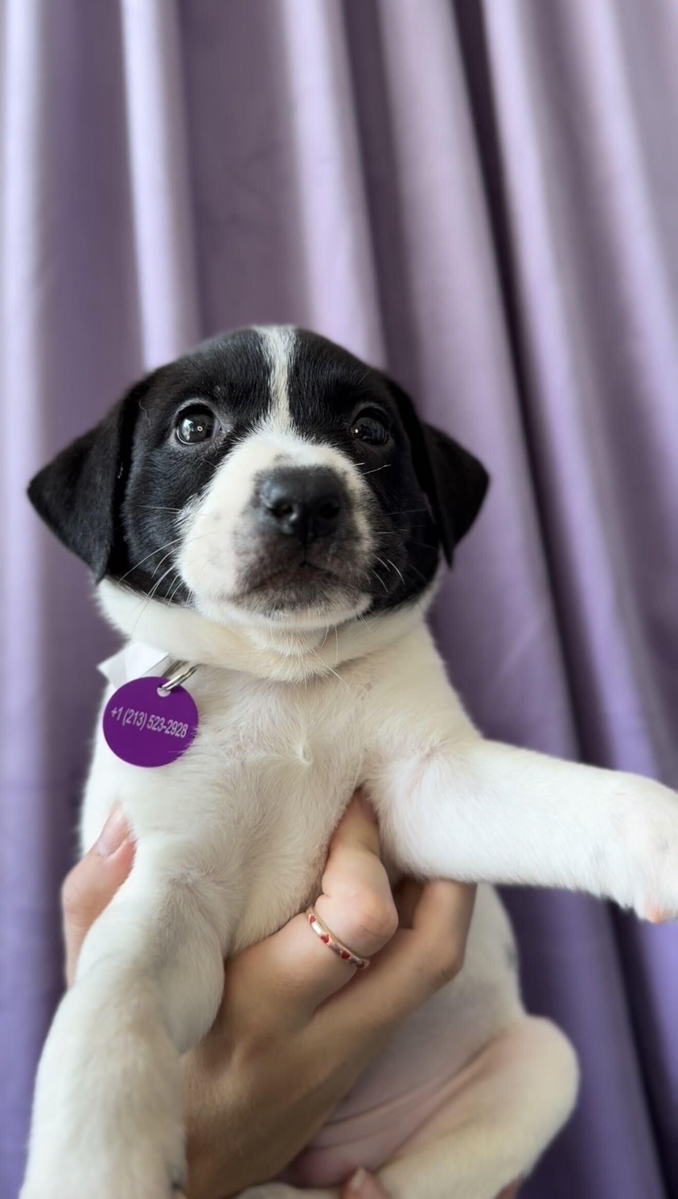Opal, Adoptable, Puppy Female Basenji & Pit Bull Terrier.