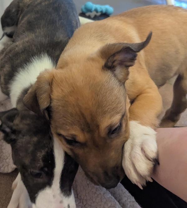 Enlarge Happy, a Adoptable mixed breed in Santa Rosa, CA image 1/1