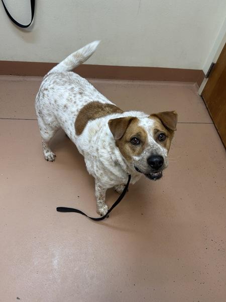 Kettlecorn, Adoptable, Adult Male Australian Cattle Dog / Blue Heeler.