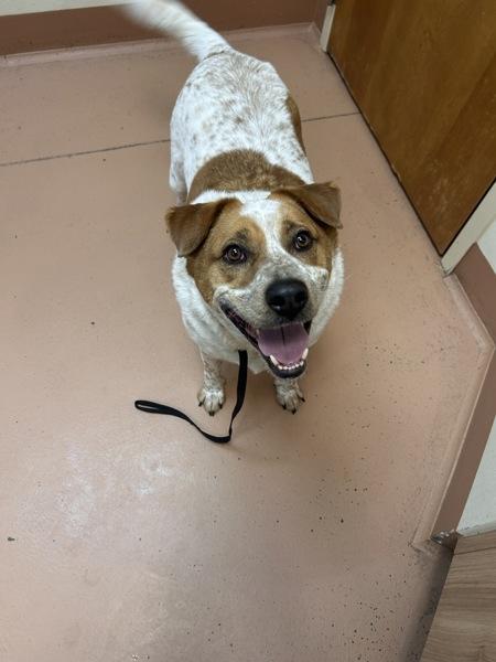 Kettlecorn, a Adoptable mixed breed in Kennewick, WA image 2/2