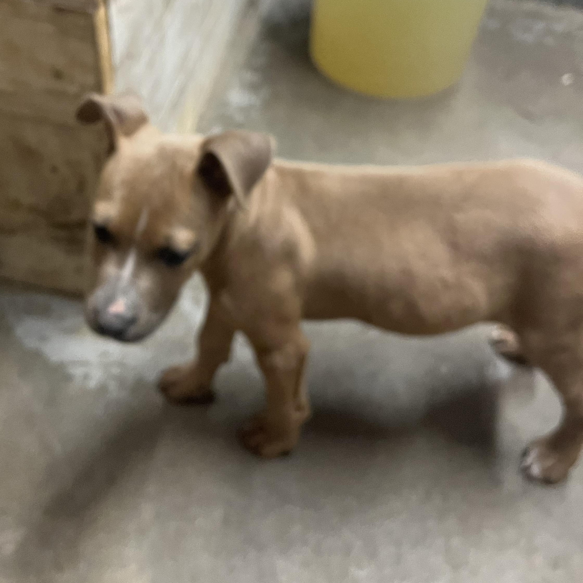 Enlarge Bliss (Suncoast), an adopted mixed breed in Brewton, AL image 2/2