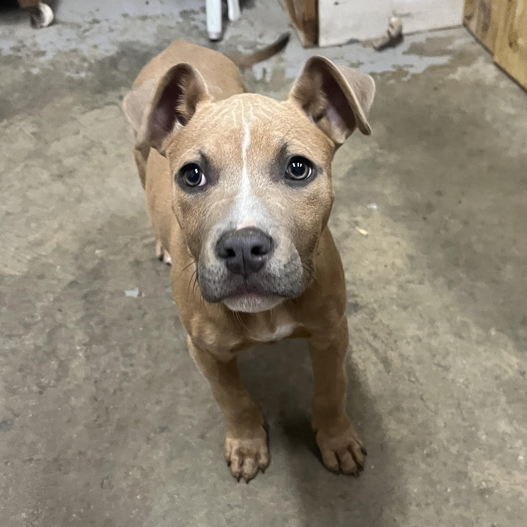 Enlarge Bliss (Suncoast), an adopted mixed breed in Brewton, AL image 1/2