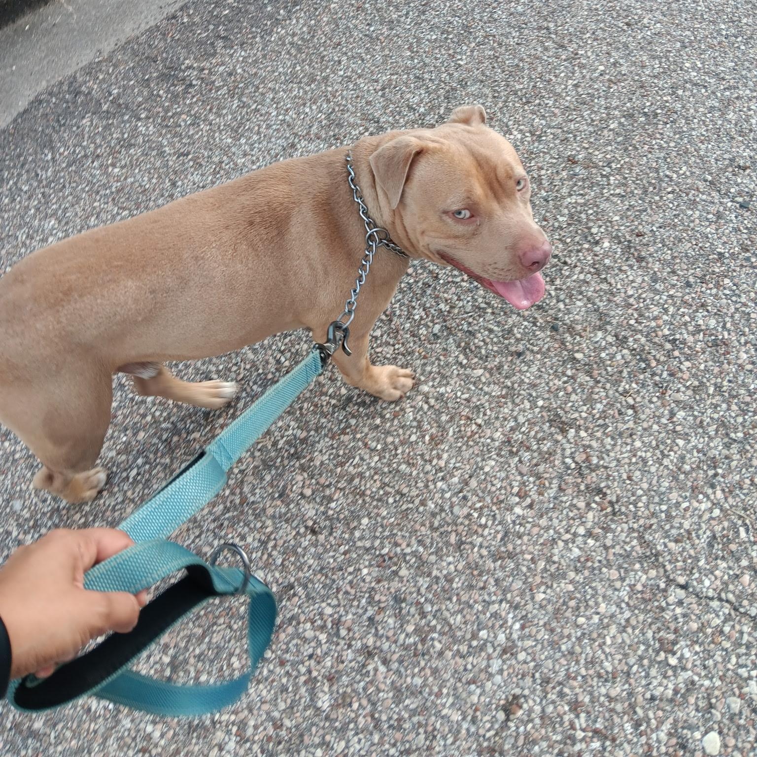 Enlarge Bubs, a Adoptable mixed breed in Houston, TX image 5/6