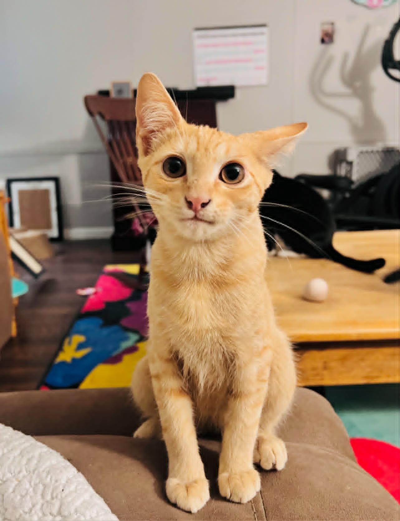 Moni, Adopted, Young Male Domestic Short Hair.