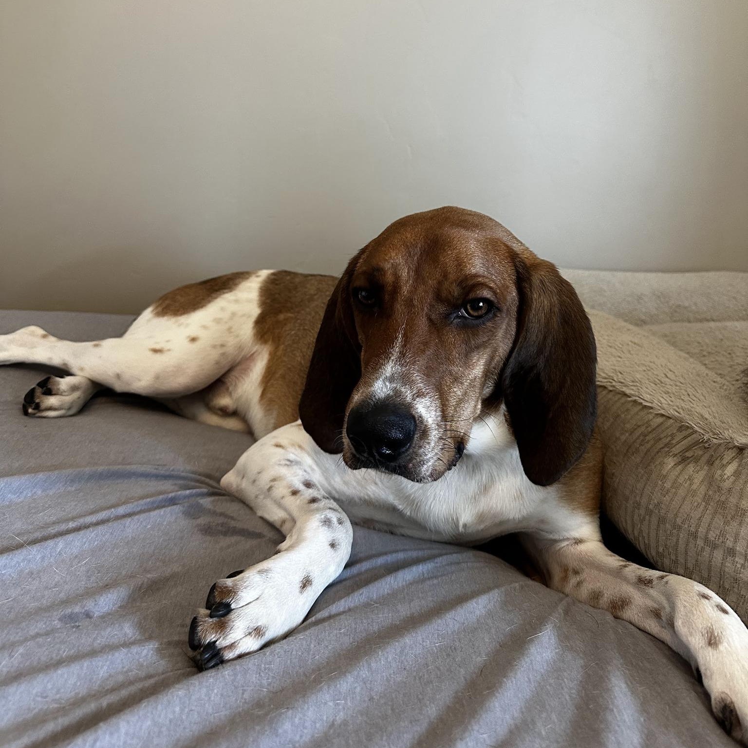 Banjo, Adoptable, Young Male Coonhound & Basset Hound.