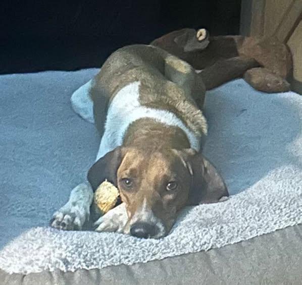 Banjo, an adoptable Coonhound, Basset Hound in Chino valley, AZ, 86323 | Photo Image 2