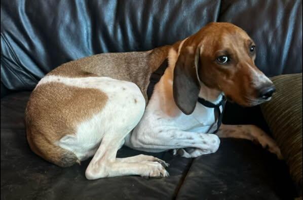 Enlarge Banjo, a Adoptable mixed breed in Chino valley, AZ image 3/3