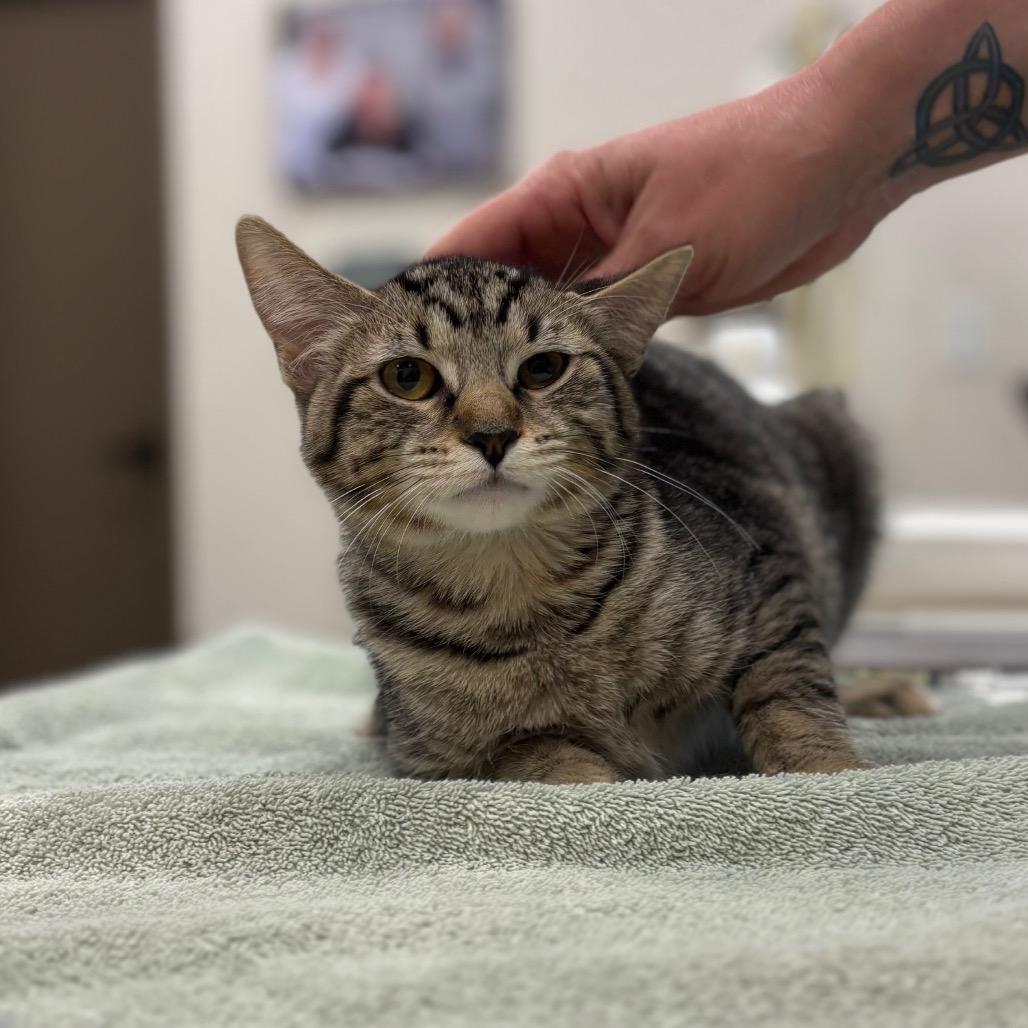 Enlarge Bubbles, a Adoptable Domestic Short Hair in Nashville, IN image 1/1