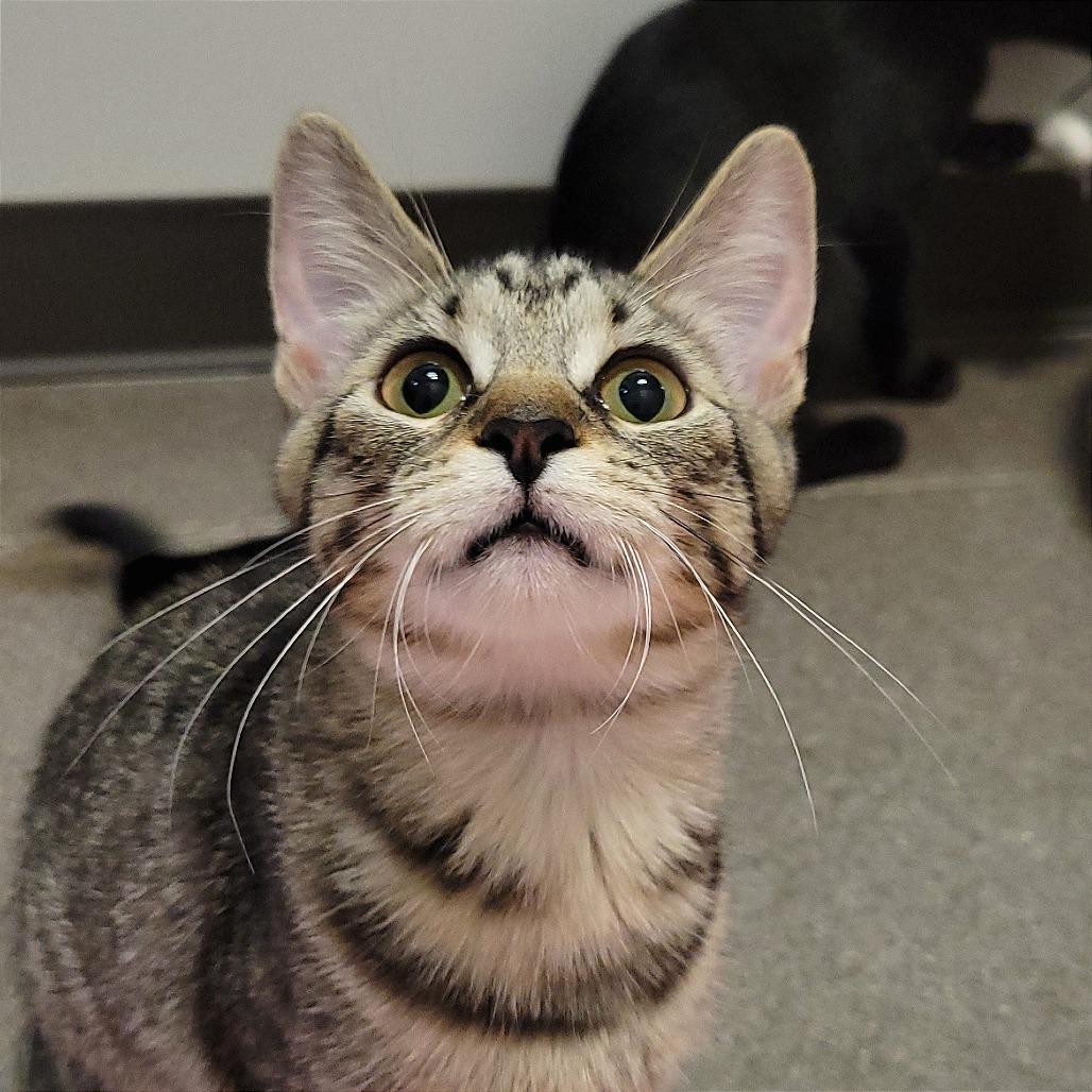 Bubbles, Adoptable, Young Female Domestic Short Hair.