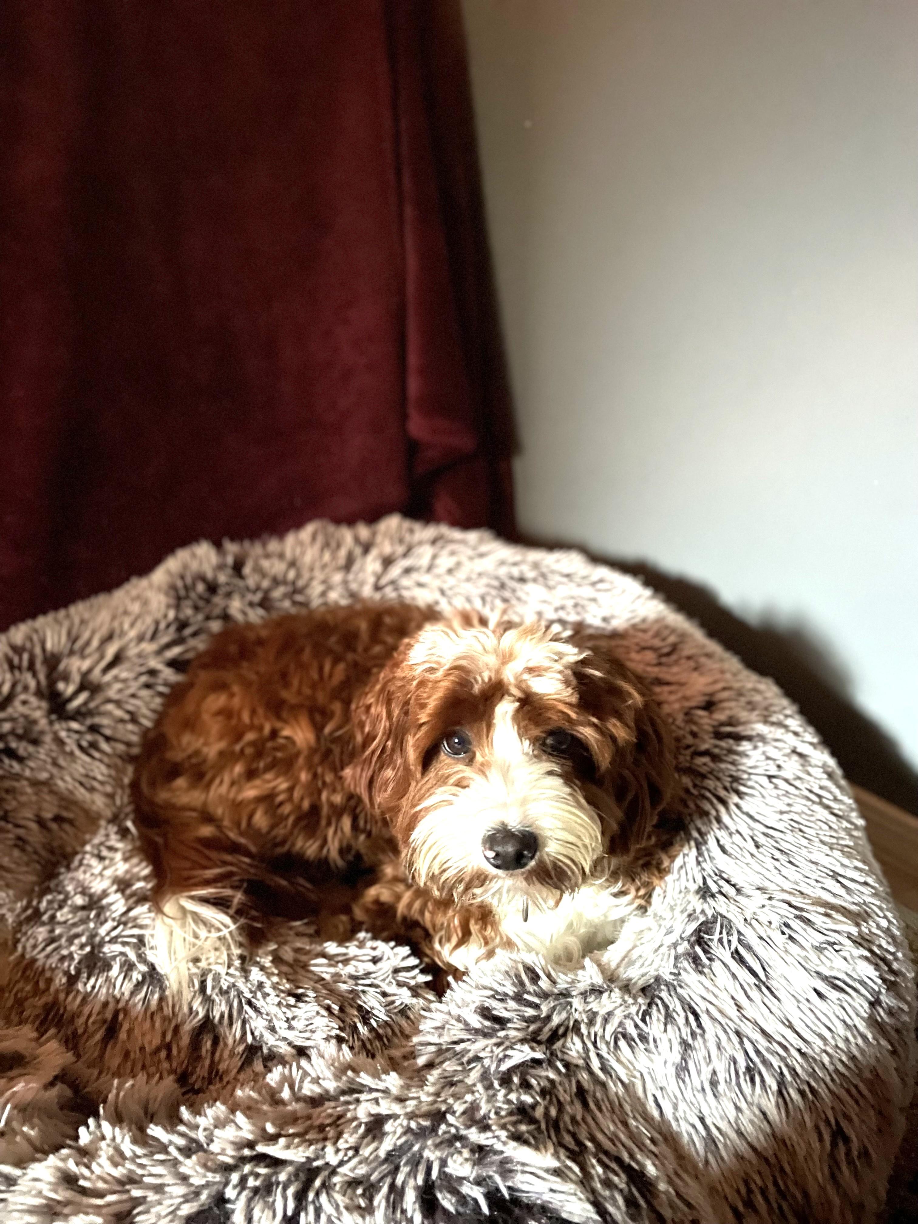 Enlarge Charlie, a Adoptable Aussiedoodle in lynnwood , WA image 4/6