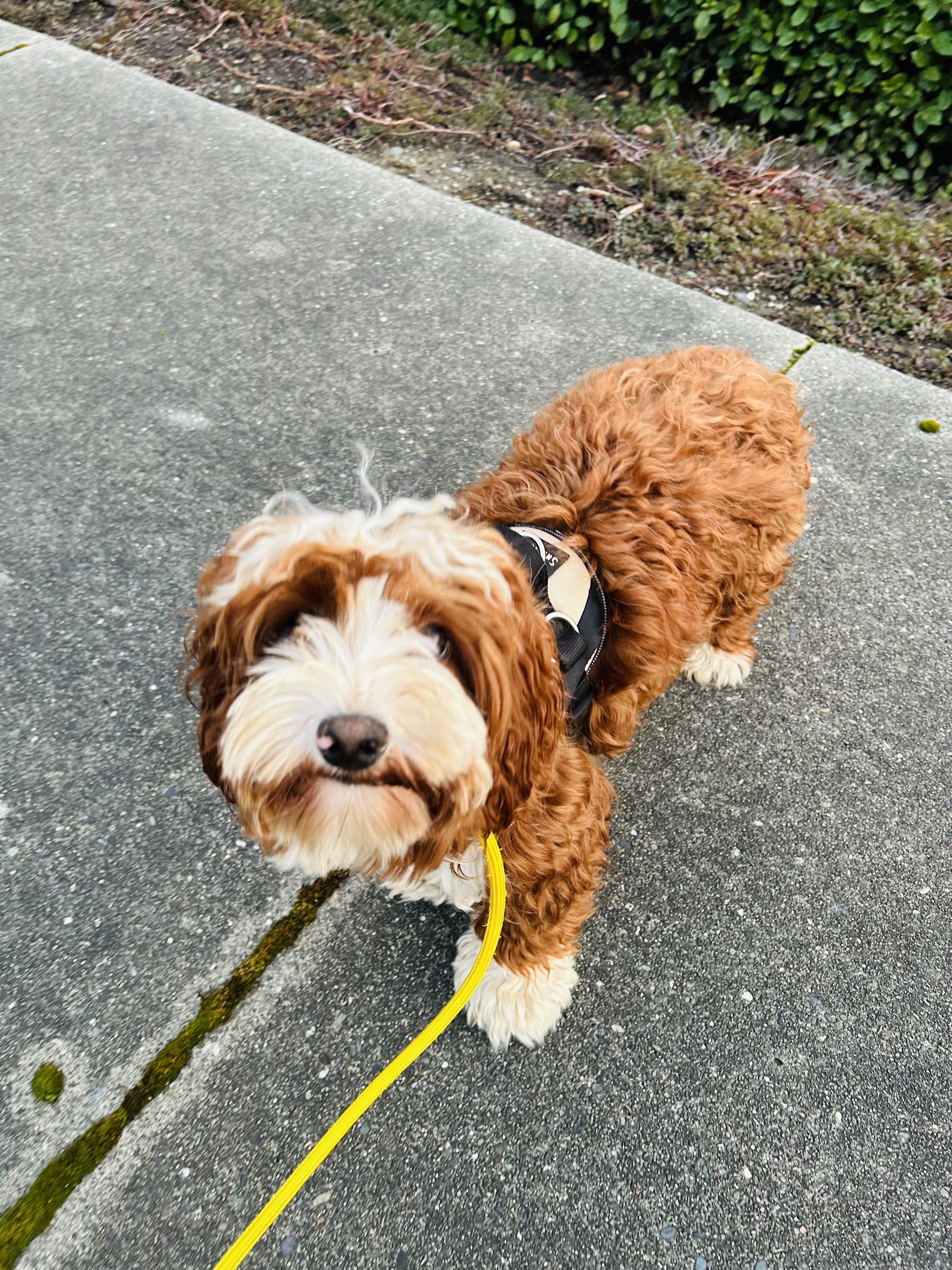Enlarge Charlie, a Adoptable Aussiedoodle in lynnwood , WA image 5/6