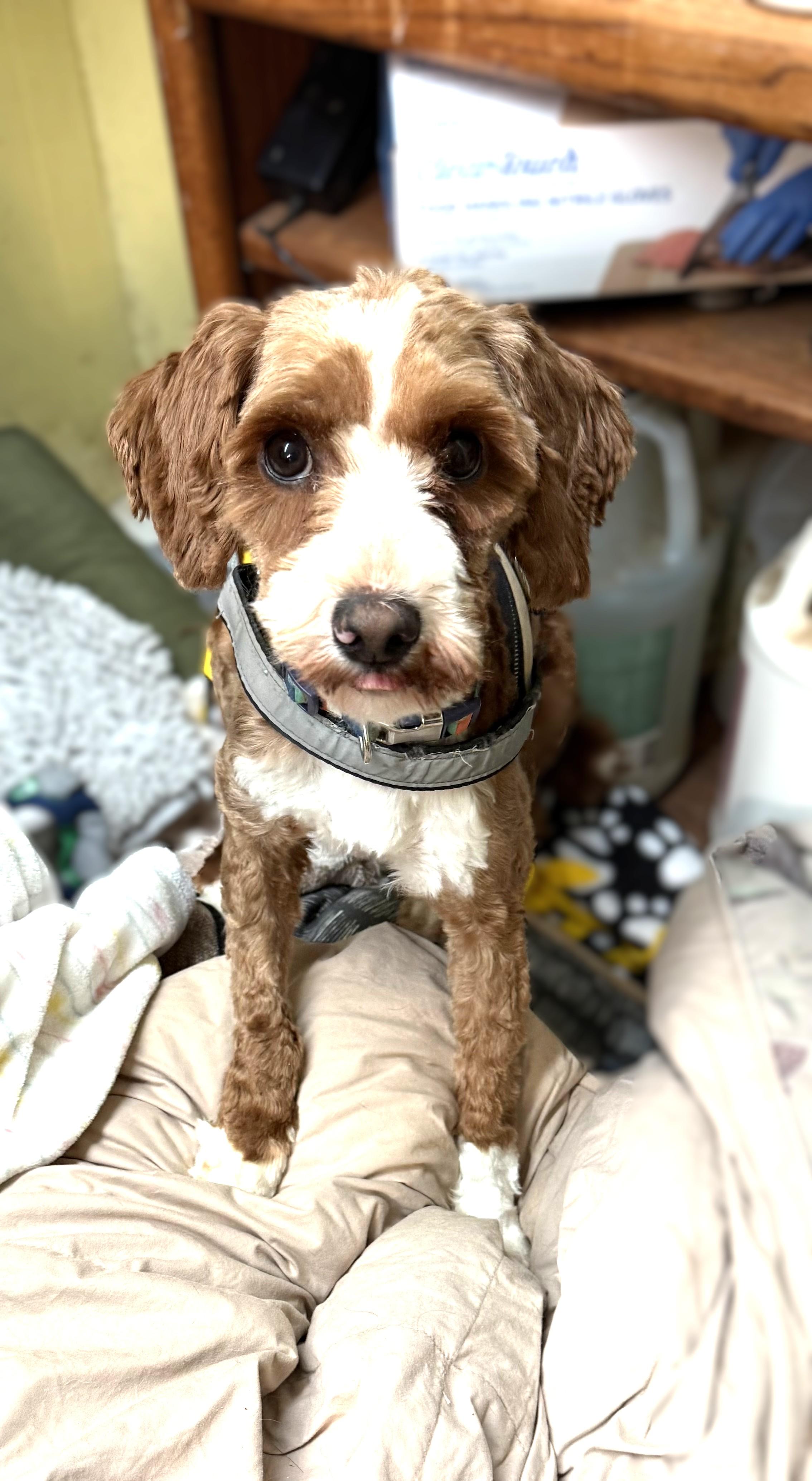 Enlarge Charlie, a Adoptable Aussiedoodle in lynnwood , WA image 2/6